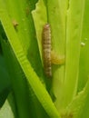 Fall armyworm on corn in Viet Nam.